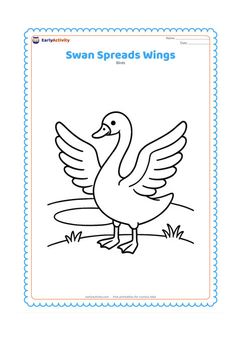 Colouring page: A swan stands on a low grassy pond edge with both wings opened wide. Add a simple oval pond behind it and two small tufts of grass.