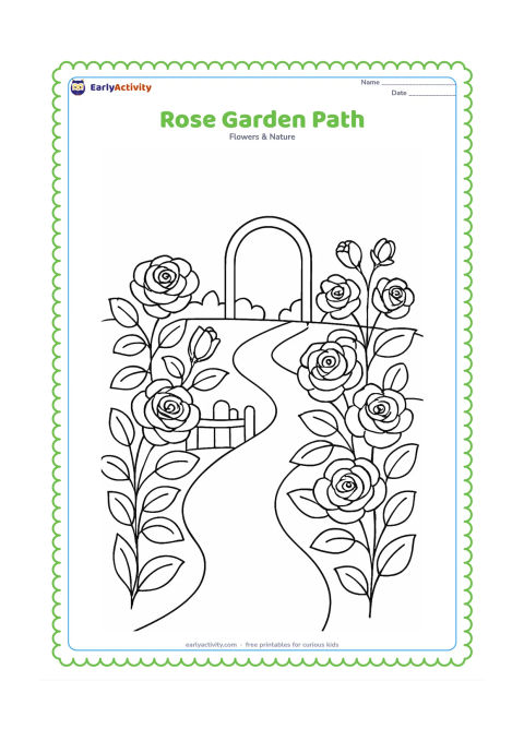Colouring page: Draw several rose bushes with open blooms on both sides of a winding garden path leading toward a simple arched trellis. Add a low fence and a few large leaves.