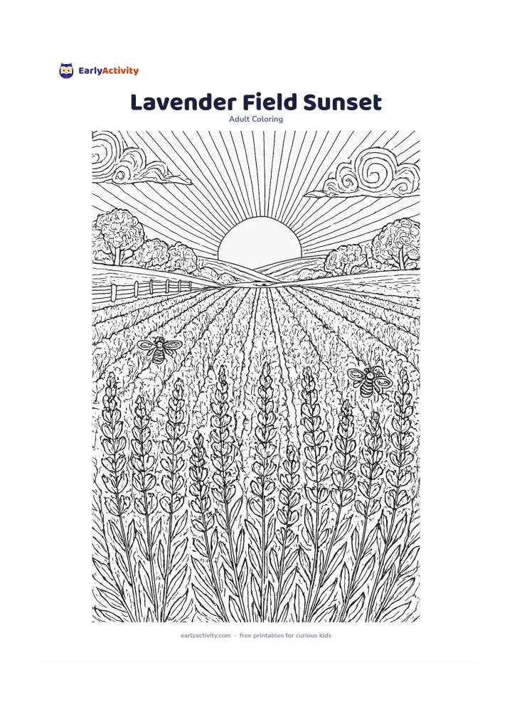 Colouring page: Show long rows of lavender leading toward a low sunset, with a few bees moving between the flower spikes. Add a rustic fence and distant rounded trees behind the field.