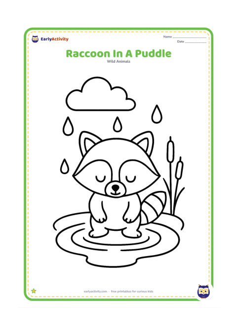 Colouring page: Draw a raccoon standing with its front paws in a wide shallow puddle, looking down at the water. Add a few large raindrops, two reeds and one rounded cloud.