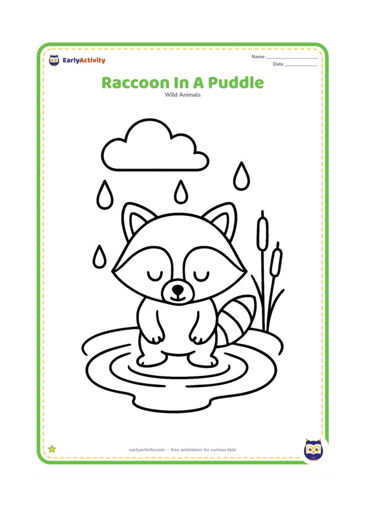 Colouring page: Draw a raccoon standing with its front paws in a wide shallow puddle, looking down at the water. Add a few large raindrops, two reeds and one rounded cloud.