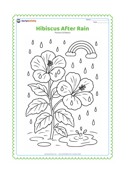 Colouring page: Draw a hibiscus plant after rainfall, with two open blooms, wet leaves, a few raindrops on the petals, a puddle, and a small rainbow arc in the background.