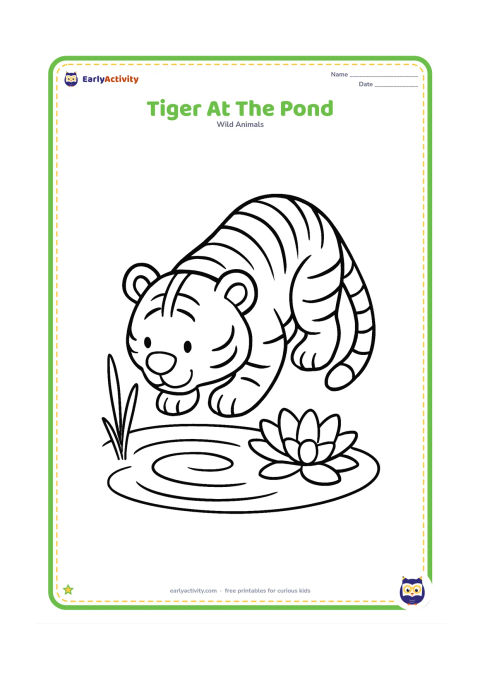Colouring page: A tiger kneels at the edge of a small pond, lowering its head toward the water. Show a few large ripples, two reeds, and one broad water lily.