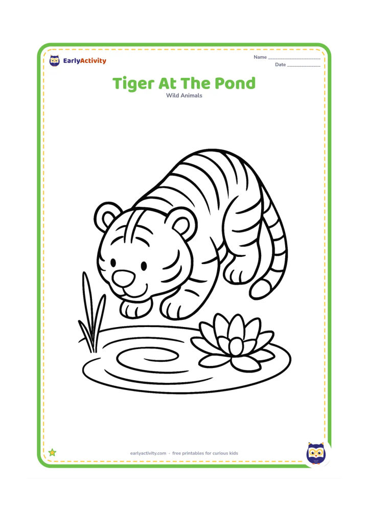Colouring page: A tiger kneels at the edge of a small pond, lowering its head toward the water. Show a few large ripples, two reeds, and one broad water lily.