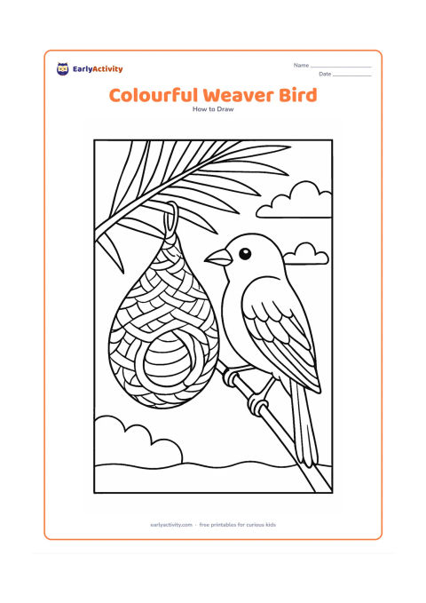 Worksheet: A weaver bird hangs beside a woven nest from a palm branch, with a rounded body, pointed beak, layered wings, long tail and gripping feet. Show the nest's looped entrance, palm leaves…