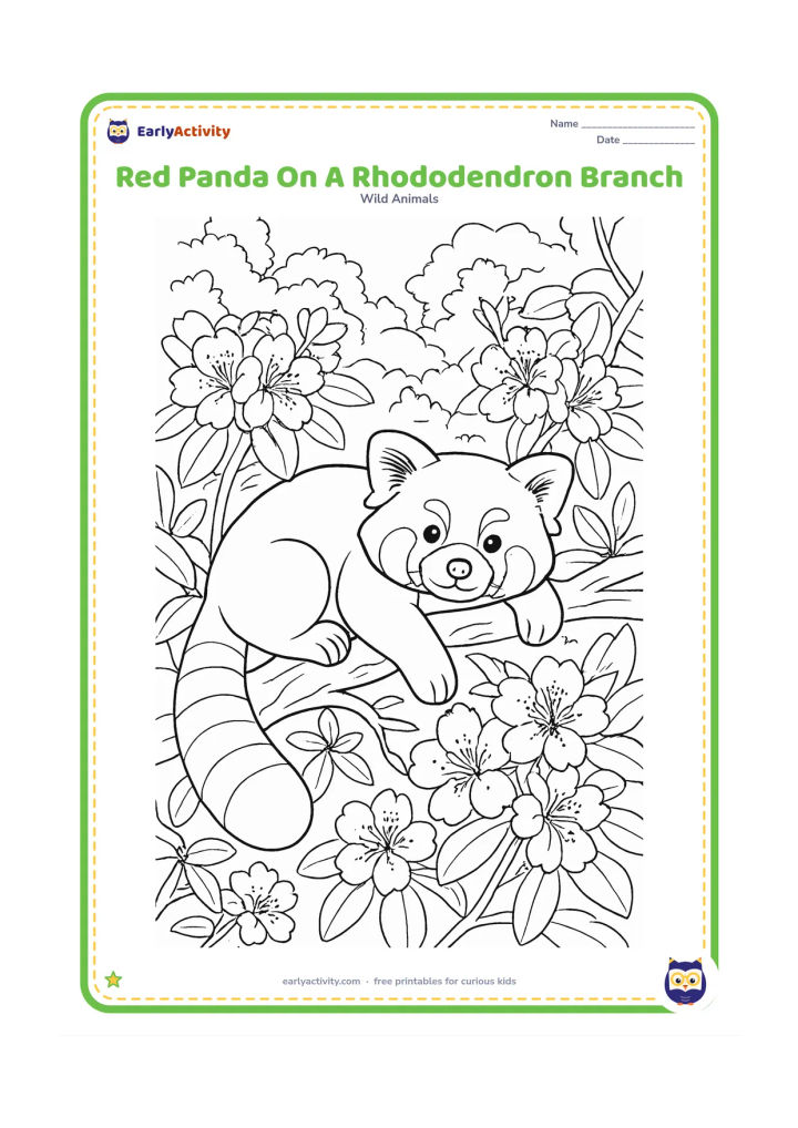 Colouring page: Draw a red panda resting across a flowering rhododendron branch in an eastern Himalayan forest. Surround it with clusters of blossoms, overlapping leaves, twisting smaller branches and…