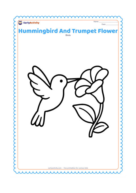 Colouring page: A hummingbird hovers beside one large trumpet-shaped flower, reaching its long bill toward the open bloom. Include two broad leaves and a clear open background.