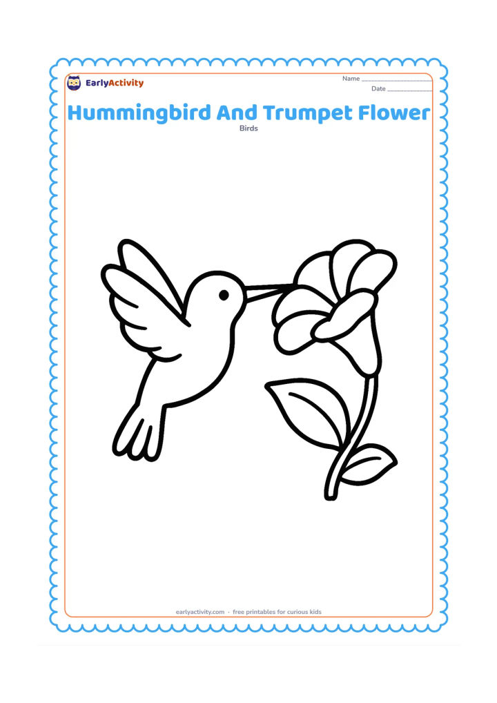Colouring page: A hummingbird hovers beside one large trumpet-shaped flower, reaching its long bill toward the open bloom. Include two broad leaves and a clear open background.