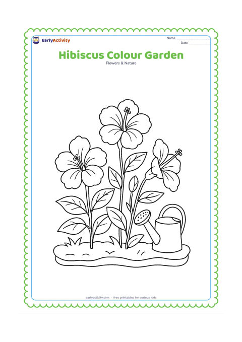 Colouring page: Draw three hibiscus plants in a garden bed, showing different flower poses: front-facing, side-facing, and partly turned away. Add leaves, buds, a low border, and a simple watering can…