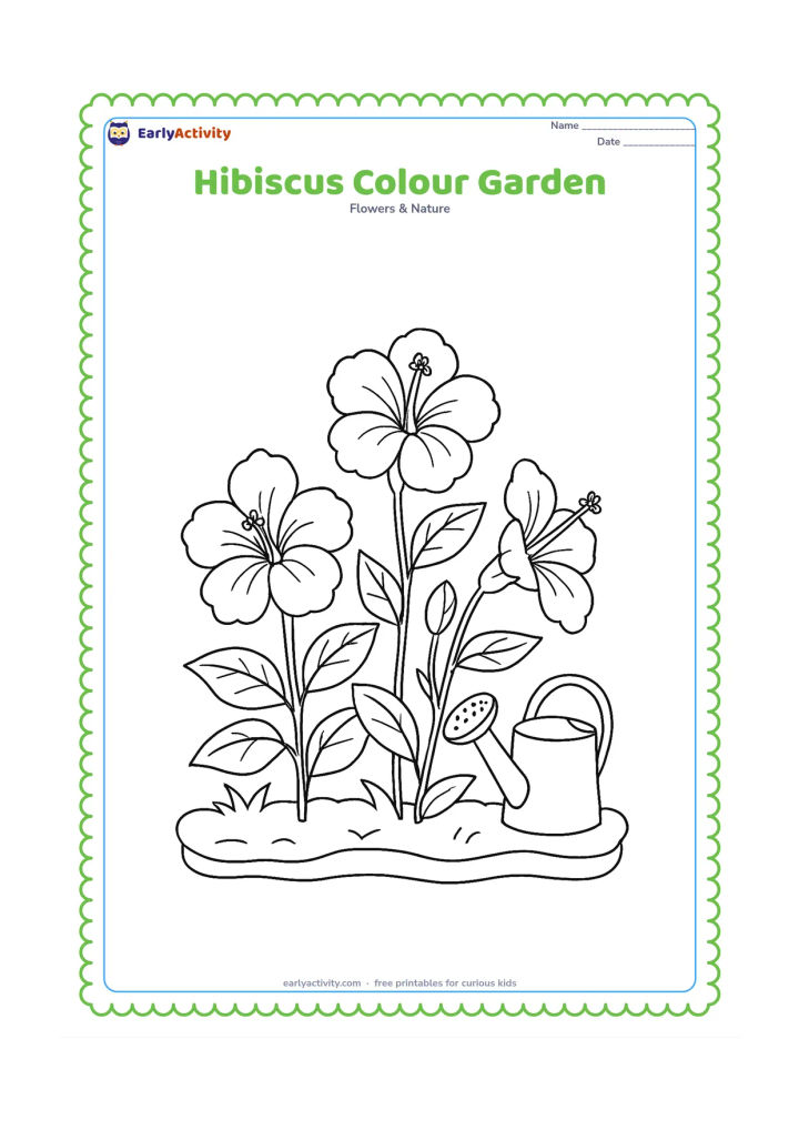 Colouring page: Draw three hibiscus plants in a garden bed, showing different flower poses: front-facing, side-facing, and partly turned away. Add leaves, buds, a low border, and a simple watering can…