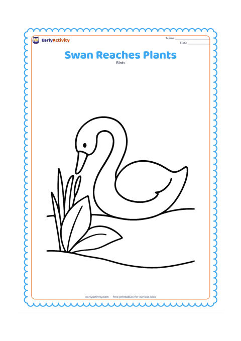 Colouring page: A swan bends its long neck down to nibble a large pond plant at the water's edge. Show one broad leaf, a few short reeds, and a curved bank.