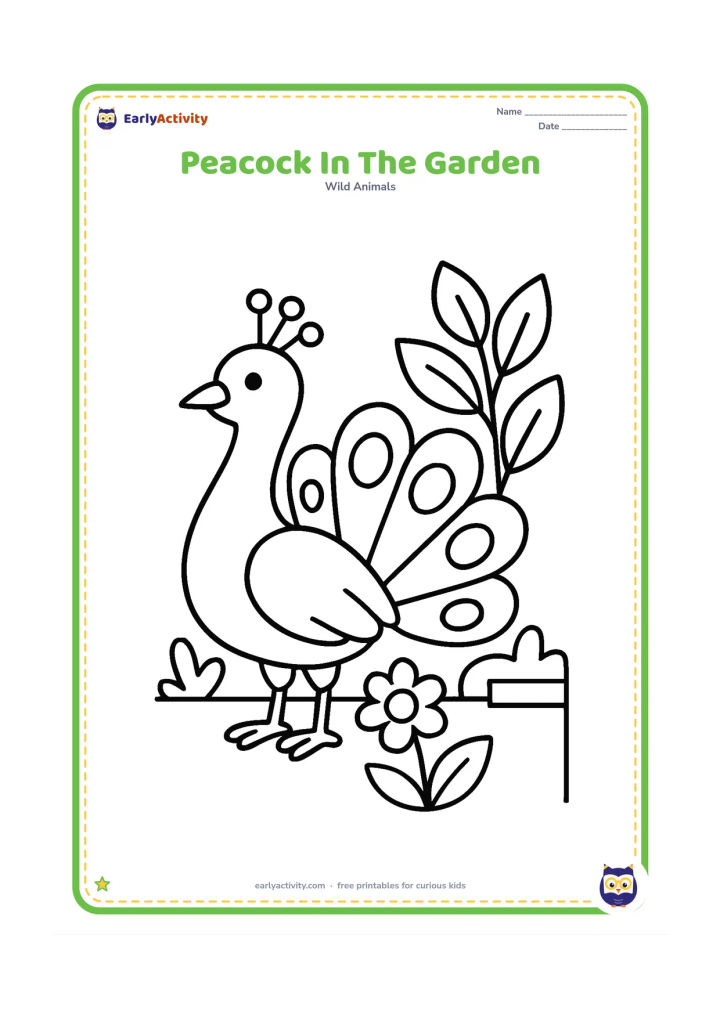 Colouring page: A peacock stands with its tail partly fanned beside a leafy garden plant. Include a simple low wall and a few large flower shapes inspired by an Indian garden.