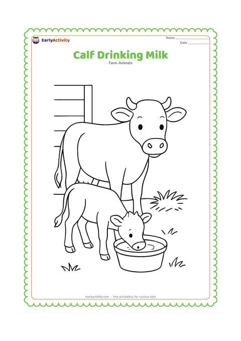 Colouring page: A young calf drinks from a shallow bucket held on the ground, with its mother cow standing protectively behind it. Add a small barn wall and a patch of hay.