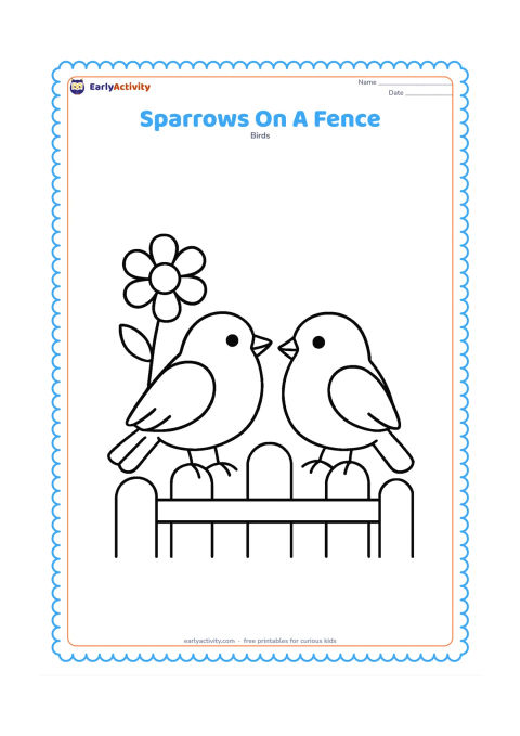 Colouring page: Draw two large sparrows sitting side by side on a simple garden fence. Add one large flower and a few rounded fence posts behind them.