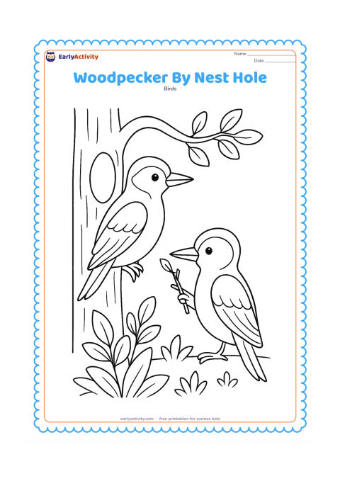 Colouring page: A woodpecker sits beside a tree hole while another woodpecker approaches with a small twig. Include the tree trunk, a curved branch and leafy woodland plants.