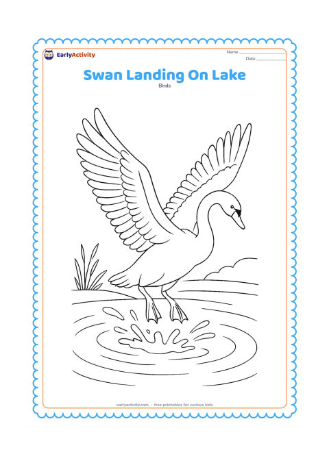 Colouring page: A swan descends toward a lake with wings fully spread, feet extended, splashing water below, and several curved motion ripples. Add distant reeds and a low shoreline behind it.