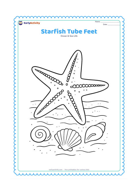 Colouring page: Draw a starfish turned partly over so the underside of several arms is visible, showing rows of tiny tube feet, with sand and shells below.