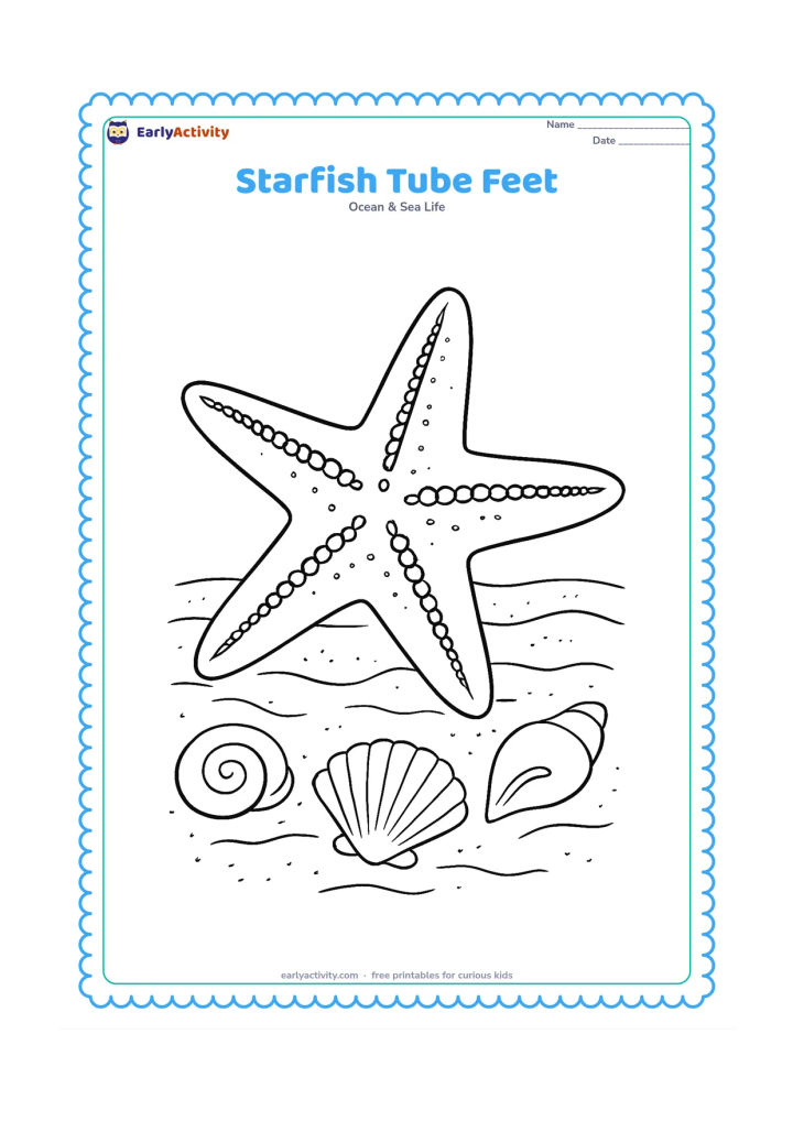 Colouring page: Draw a starfish turned partly over so the underside of several arms is visible, showing rows of tiny tube feet, with sand and shells below.