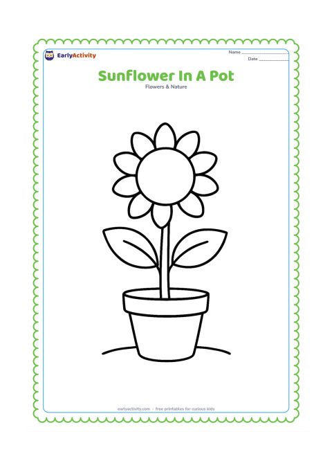 Colouring page: One tall sunflower grows from a plain flowerpot, with two broad leaves and a large open bloom. Add a small curved ground line beneath the pot and leave the background empty.