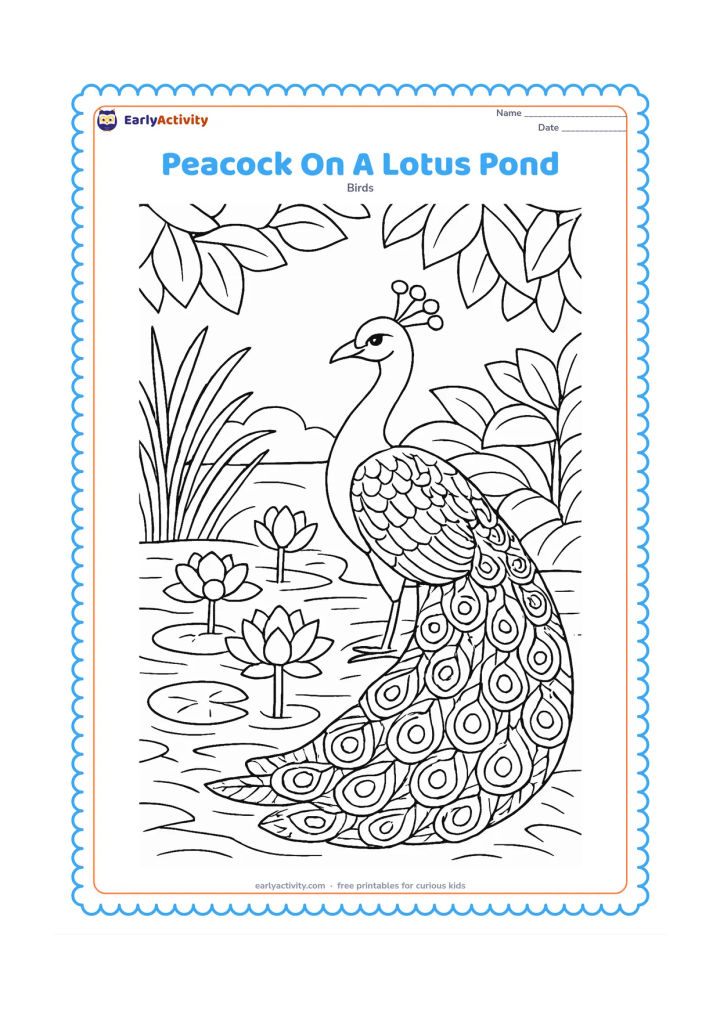 Colouring page: A peacock stands beside a pond filled with lotus flowers, lily pads, reeds, and gentle water ripples. Add layered leaves and a folded train with individually patterned feathers.