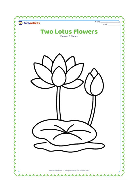 Colouring page: Draw two big lotus blooms growing beside each other from the same pond, one open and one partly closed. Add two simple stems and one large floating leaf in the foreground.