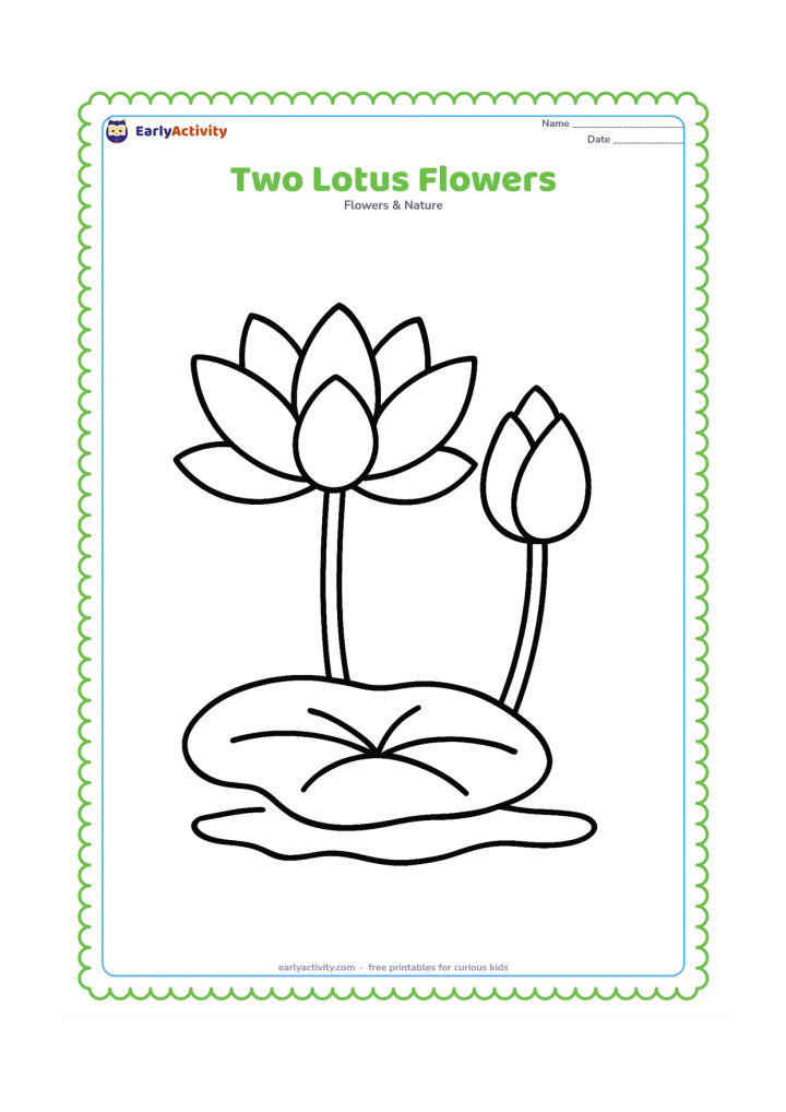 Colouring page: Draw two big lotus blooms growing beside each other from the same pond, one open and one partly closed. Add two simple stems and one large floating leaf in the foreground.