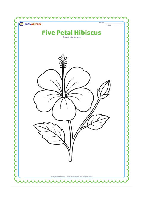 Colouring page: Draw a front-facing hibiscus with five clearly separated broad petals, a long central pollen tube, and a leafy stem. Add a small unopened bud beside it.