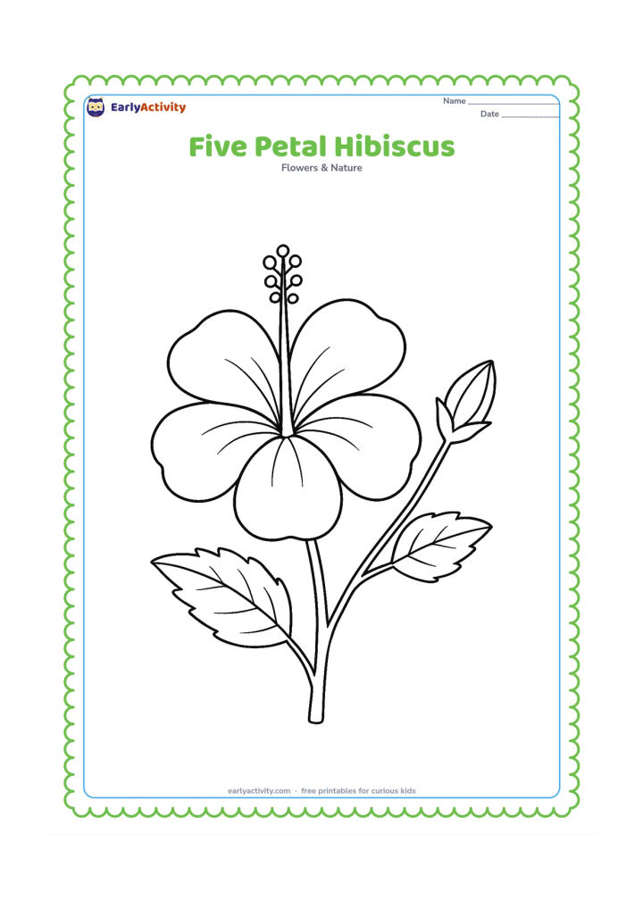 Colouring page: Draw a front-facing hibiscus with five clearly separated broad petals, a long central pollen tube, and a leafy stem. Add a small unopened bud beside it.
