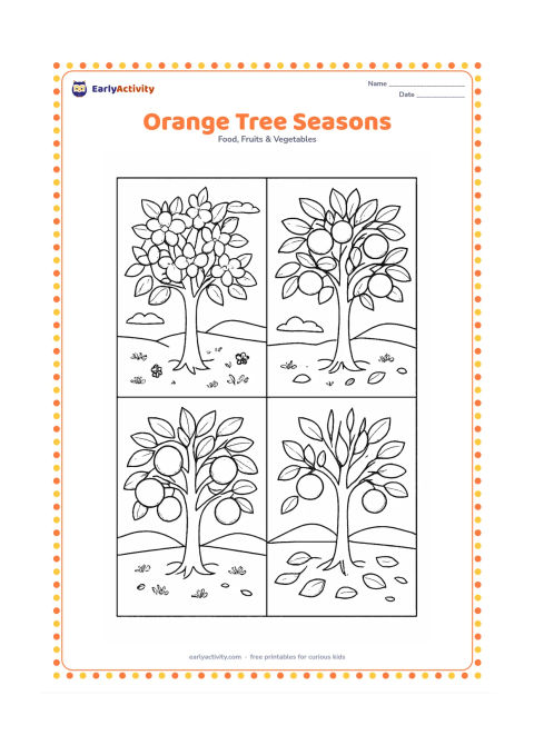 Colouring page: Divide the scene into four connected orchard moments around one orange tree: blossoms, green fruit, ripe oranges and fallen leaves. Do not add labels or written season names.