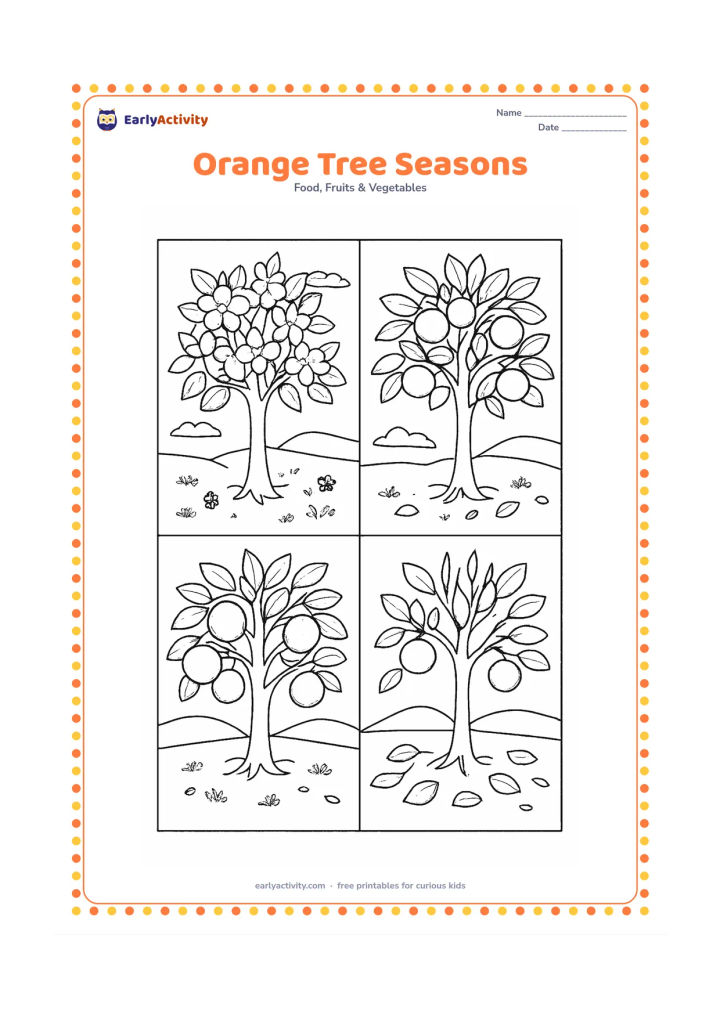 Colouring page: Divide the scene into four connected orchard moments around one orange tree: blossoms, green fruit, ripe oranges and fallen leaves. Do not add labels or written season names.
