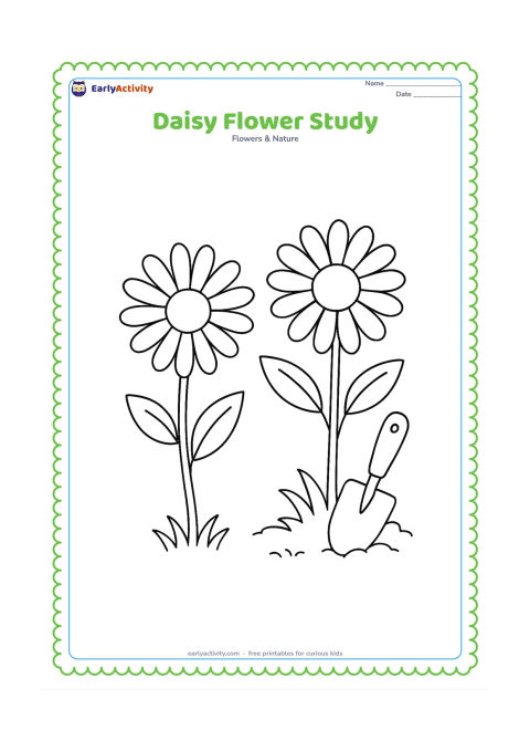 Colouring page: Draw one large daisy flower head beside a full daisy plant, showing the round centre, separate ray petals, stem and leaves. Add a small patch of grass and a garden trowel in the background.