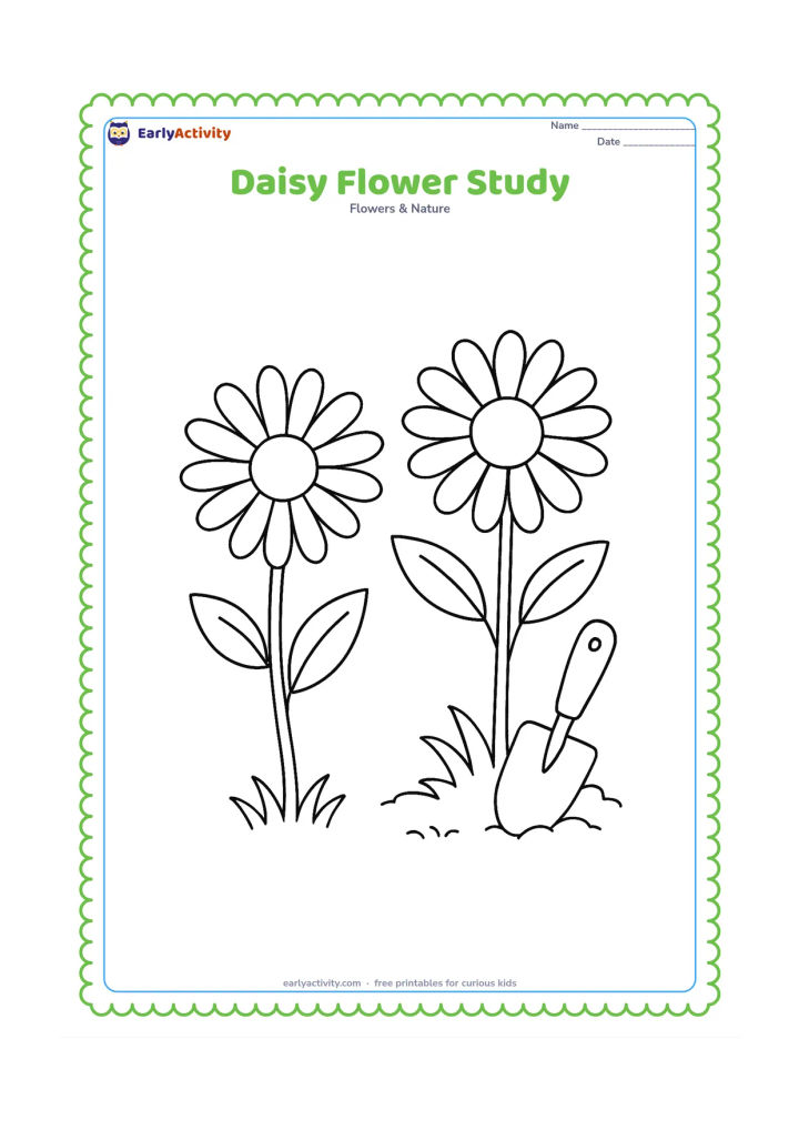 Colouring page: Draw one large daisy flower head beside a full daisy plant, showing the round centre, separate ray petals, stem and leaves. Add a small patch of grass and a garden trowel in the background.