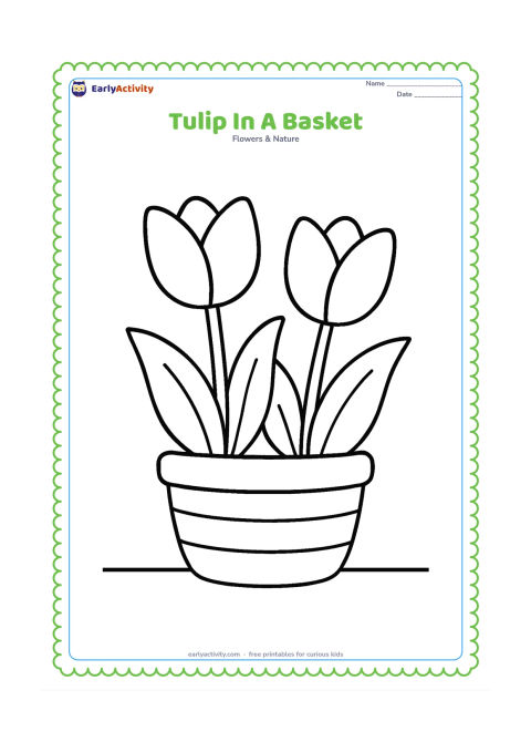 Colouring page: Draw two large tulips and their leaves rising from a simple woven-style basket with only a few broad curved bands. Place the basket on a flat ground line.