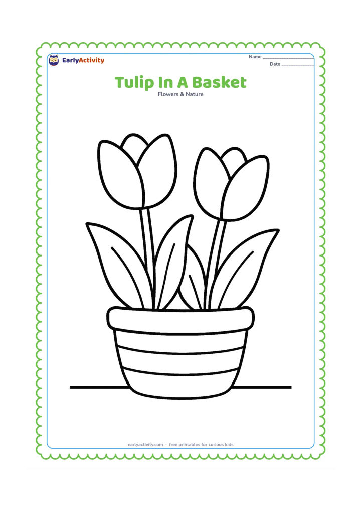 Colouring page: Draw two large tulips and their leaves rising from a simple woven-style basket with only a few broad curved bands. Place the basket on a flat ground line.
