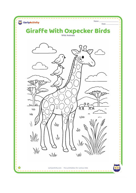 Colouring page: A giraffe stands peacefully while small friendly birds perch on its back and neck. Set the scene in a detailed savanna with acacia branches, grasses, seed heads, clouds and distant animals.