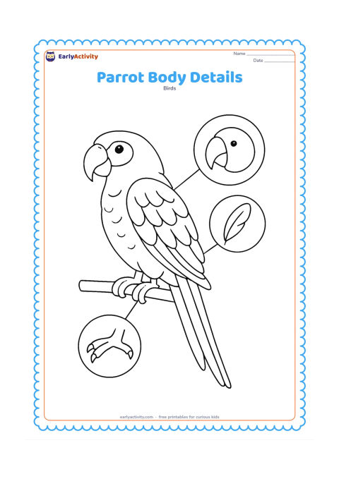 Colouring page: Draw one full parrot standing on a branch in a clear side view, with the curved beak, layered feathers, wing joints, tail, and gripping feet all visibly separated. Add three enlarged…