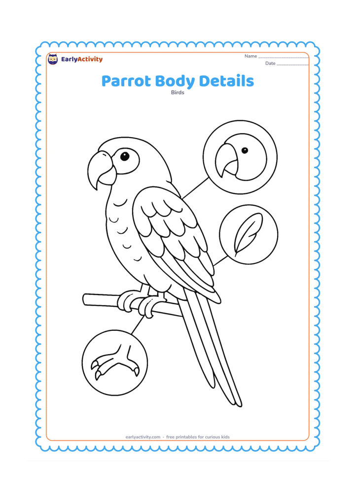 Colouring page: Draw one full parrot standing on a branch in a clear side view, with the curved beak, layered feathers, wing joints, tail, and gripping feet all visibly separated. Add three enlarged…