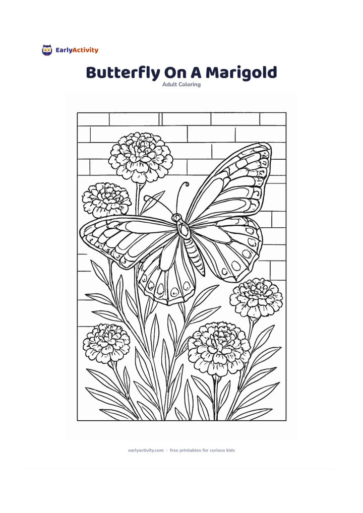 Colouring page: Place a large butterfly on a marigold plant with several round blossoms, narrow leaves, and a simple garden wall behind it. Include detailed wing sections and layered marigold petals.