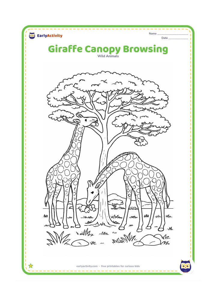 Colouring page: Draw two giraffes feeding from the canopy of a broad acacia, with one giraffe bending its neck toward a lower branch. Add detailed branching limbs, varied leaf clusters, grass, rocks and…