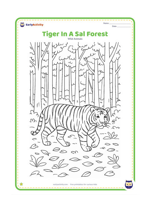 Colouring page: A full-grown tiger walks through an Indian sal forest with tall straight trunks, layered branches, fallen leaves, and shafts of open space between the trees. Show a natural stripe…