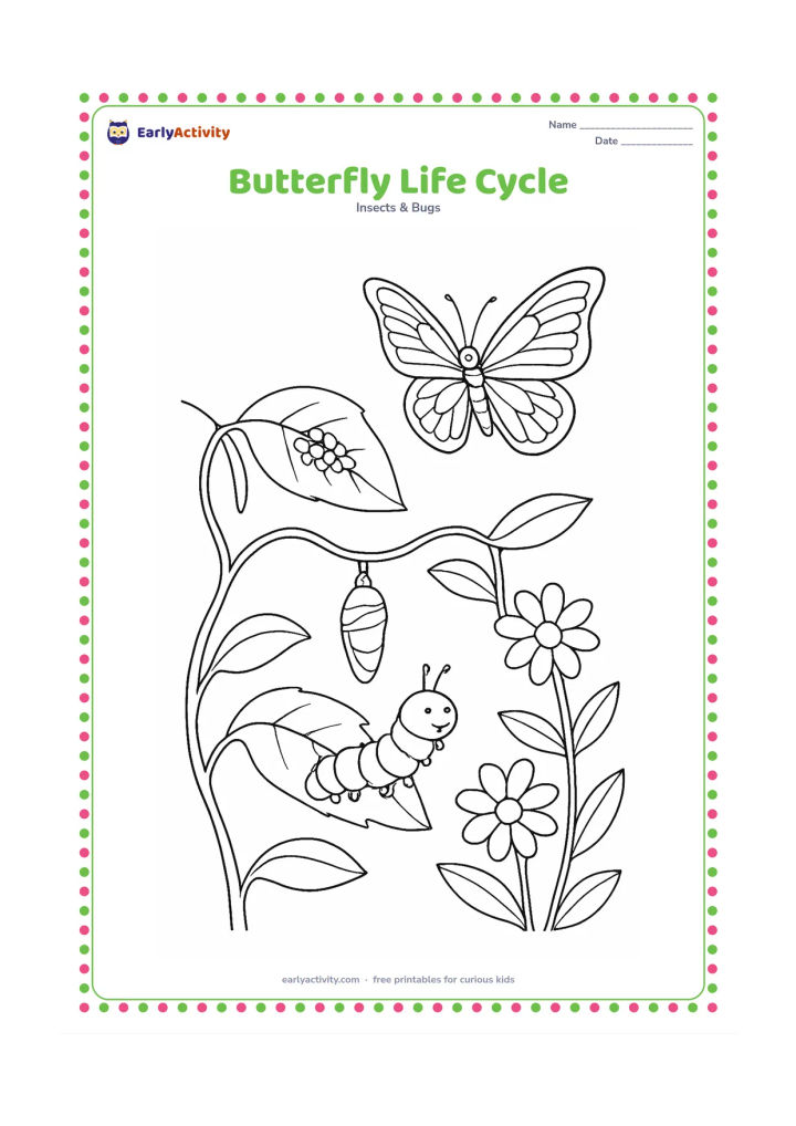 Colouring page: Draw a complete natural scene showing butterfly eggs on a leaf, a caterpillar eating another leaf, a chrysalis on a stem, and an adult butterfly flying above flowers. Connect the scene…