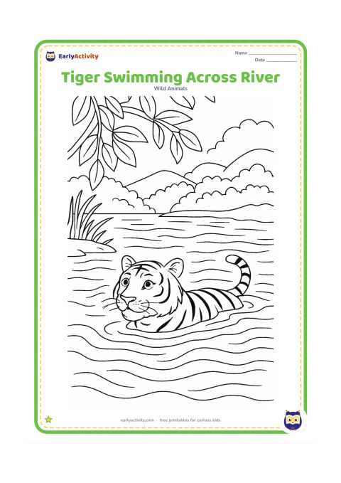 Colouring page: A strong tiger swims across a broad river with only its head, shoulders, back, and tail visible above the water. Add detailed ripples, riverbank grasses, overhanging branches, and…