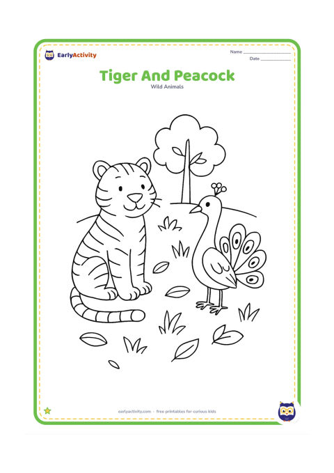 Colouring page: A calm tiger sits on one side of a forest clearing while a peacock stands a short distance away on the other side. Add scattered leaves, grass, and a small tree behind them.