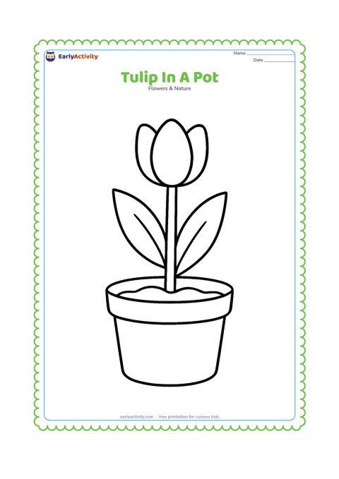 Colouring page: Draw one tall tulip growing from a wide flowerpot filled with a simple curved soil line. Include a thick stem and two large leaves, with no extra decoration on the pot.
