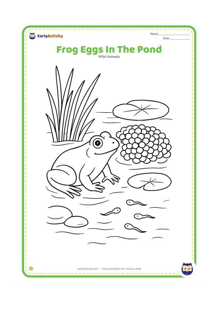 Colouring page: Draw a frog resting beside a large floating cluster of eggs in clear shallow pond water. Add a few tiny tadpoles beginning to swim away, along with reeds, stones and lily pads.
