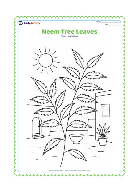 Colouring page: Several neem leaflets grow along two curved central stems, with a few small branches and a sunny Indian courtyard in the background.