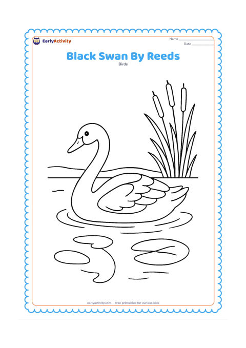 Colouring page: A black swan with a long curved neck swims beside detailed reeds and lily pads on a quiet lake. Add a second curved reflection in the water and leave the bird's body open for children to…