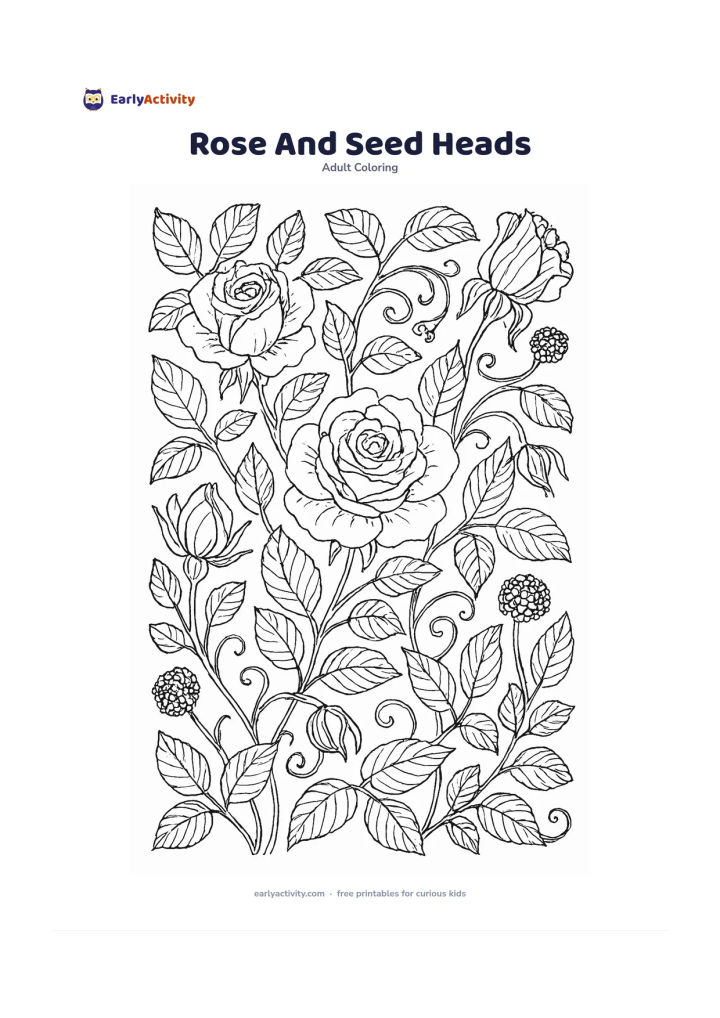 Colouring page: Arrange blooming roses, rose leaves, curling stems, and several round seed heads in a balanced garden study. Include one partly opened flower and one fading flower to show different stages.
