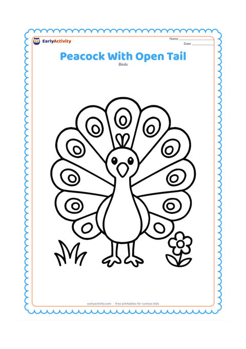 Colouring page: A male peacock stands facing forward with his long train spread into a large rounded fan. Include only a few large eye-like feather marks, two tufts of grass, and a low flower beside him.