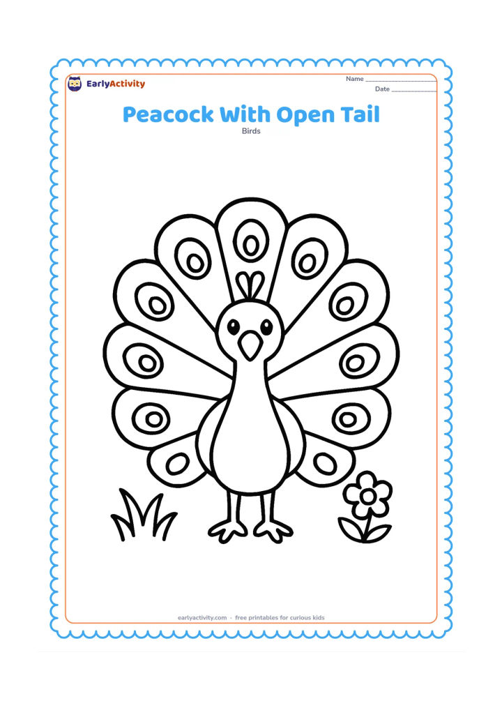 Colouring page: A male peacock stands facing forward with his long train spread into a large rounded fan. Include only a few large eye-like feather marks, two tufts of grass, and a low flower beside him.